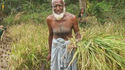শ্রীপুরে দিন মজুর সংকটে ঘুম নেই কৃষকের দু”চোখে