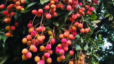 গাছে থাকতেই ফরমালিন দেয়া হচ্ছে লিচুতে