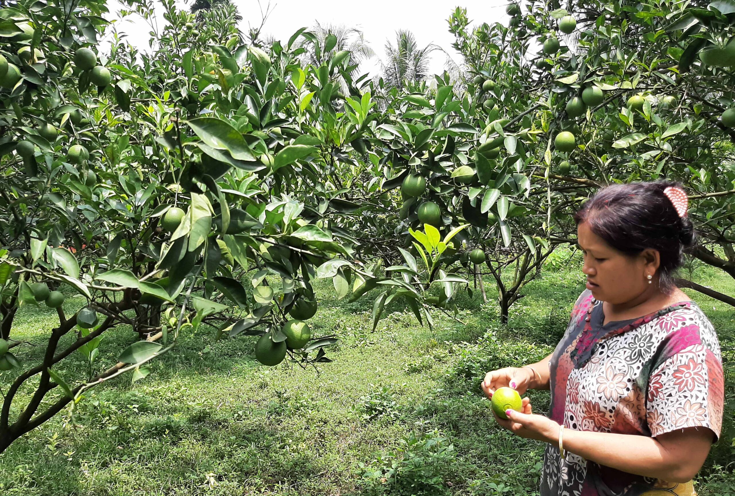 পাহাড়ে মাল্টা চাষে লাভের মুখ দেখছেন চাষিরা,বাড়ছে বাগান