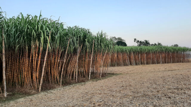 খাগড়াছড়িতে বছরে ২০ কোটি টাকার আখ বিক্রি