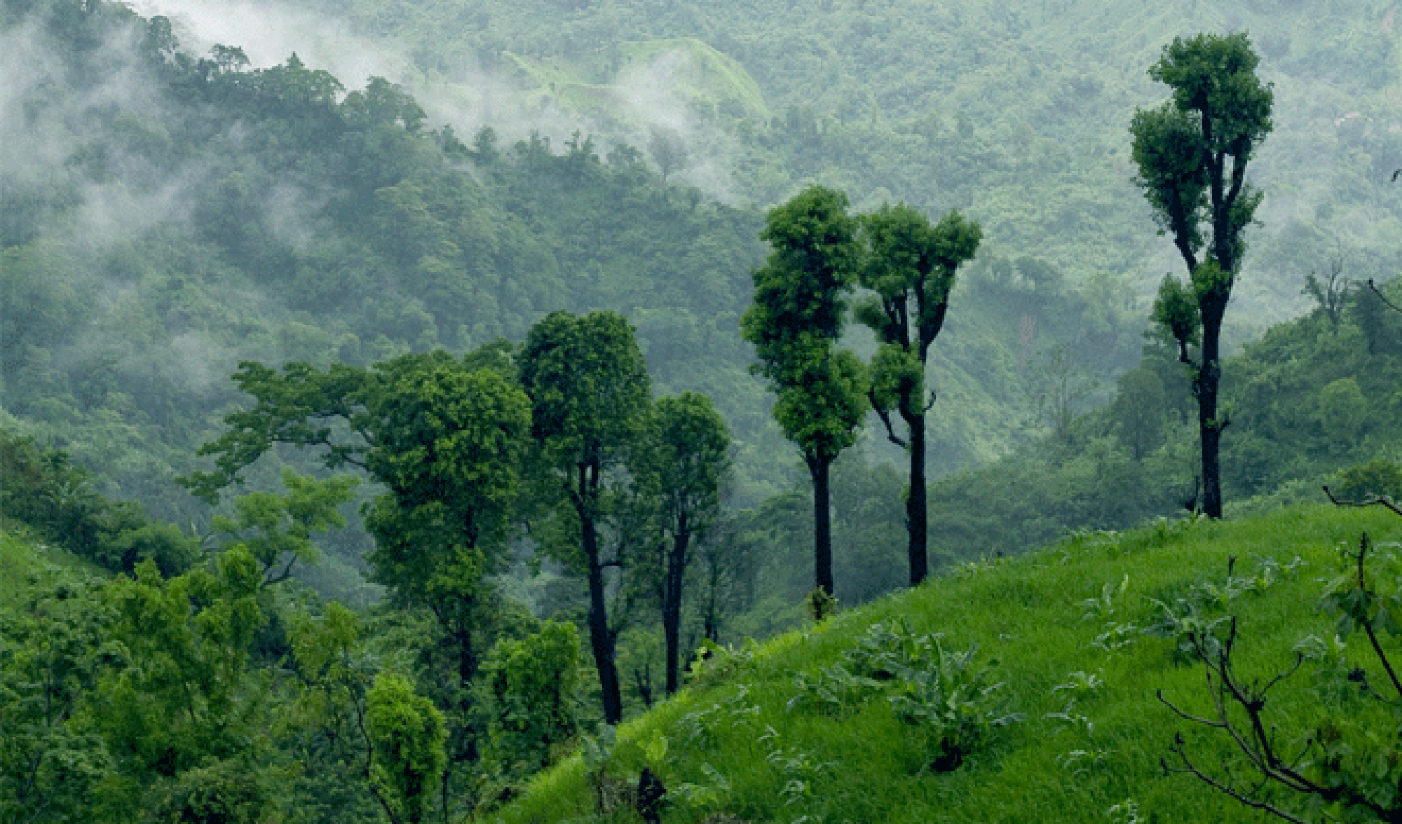 অরক্ষিত সীমান্তে ‌দিয়ে যাচ্ছে পাহাড়ের সন্ত্রাসীদের হাতে অবৈধ অস্ত্র