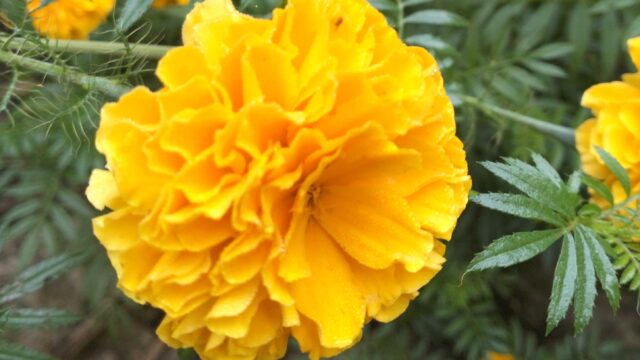 ইউপিডিএফ প্রতিষ্ঠার ২৫তম বার্ষিকীতে শুভেচ্ছা