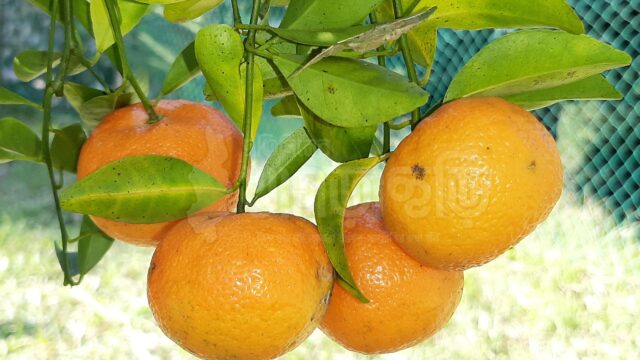 কৃষকদের স্বপ্ন দেখাচ্ছে পাহাড়ের কমলা