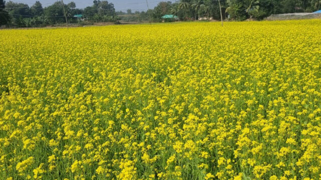অপরূপ সাজে পাহাড়ের হলুদ কন্যা