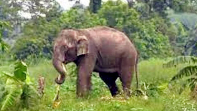 বন্যহাতির আক্রমণে বৃদ্ধার মৃত্যু