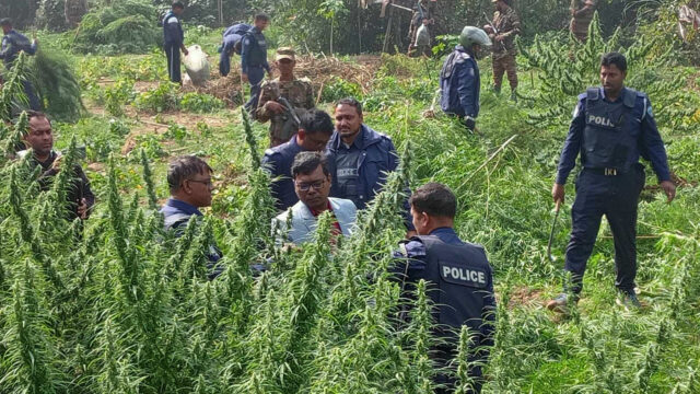 ৩০ কোটি টাকার গাঁজা ক্ষেত ধ্বংস করলো প্রশাসন