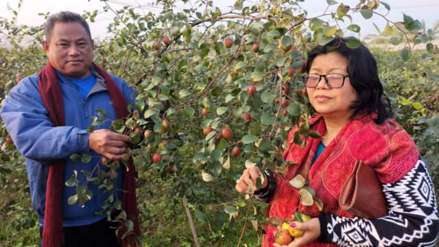 শিক্ষক দম্পতির সখের কুল বাগানে সফল্য