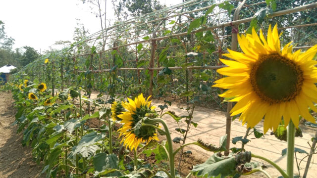 বঙ্গবন্ধু টানেলের আদলে পু‌ষ্টি বাগানে আলোড়ন