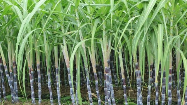 পার্বত্যাঞ্চলে তামাকের জায়গা চাষ হচ্ছে আঁখের