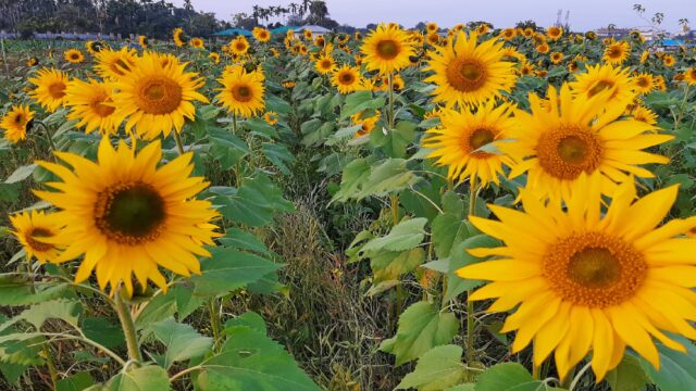 বাড়ছে সূর্যমুখী ফুলের চাষ