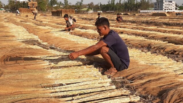 উলু ফুলে জীবন চলে পাহাড়ের অসংখ্য পরিবারের