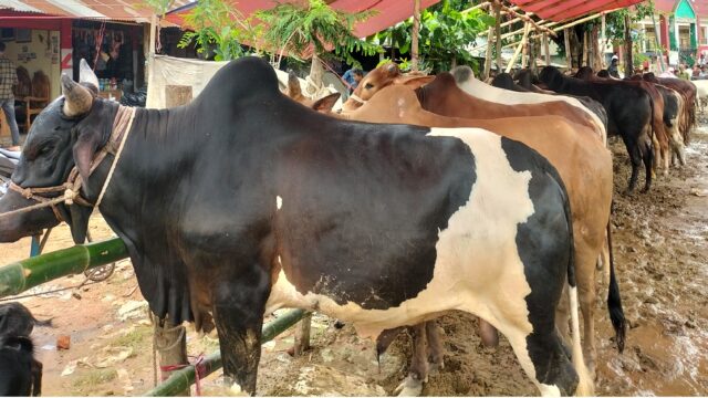 ক্রেতা-বিক্রেতা শুন্য দীঘিনালা কোরবানীর হাট