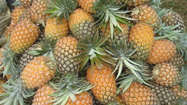 পাহাড়ে ঘ্রাণ ছড়াচ্ছে সুস্বাদু পাকা আনারস