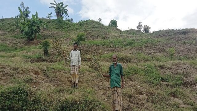 গাছের সাথে এ কেমন শত্রুতা!