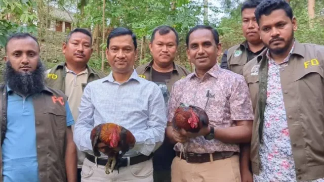 খাগড়াছড়িতে বন্য মোরগ বনে অবমুক্ত