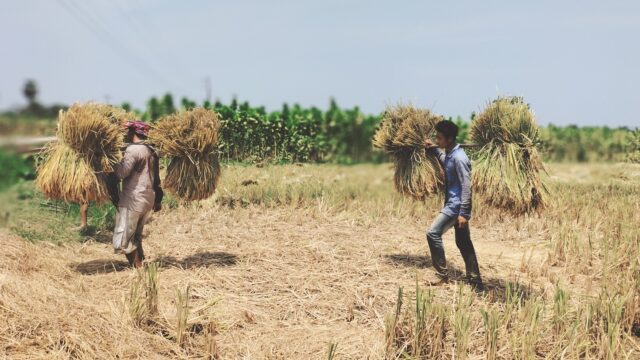দীঘিনালায় বোরো ধানের বাম্পার ফলন