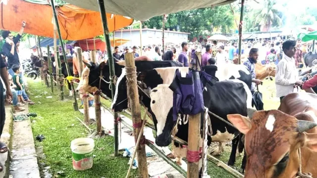 শেষ মূহুর্ত্বে জমজমাট পশুর হাট