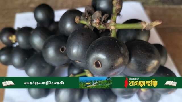 এক সময় ফেলে দেয়া কালো জাম এখন ১’শ ৪০ টাকা