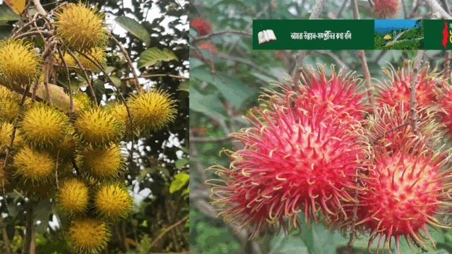 রাম্বুটান স্বপ্ন বুনছে পাহাড়ে