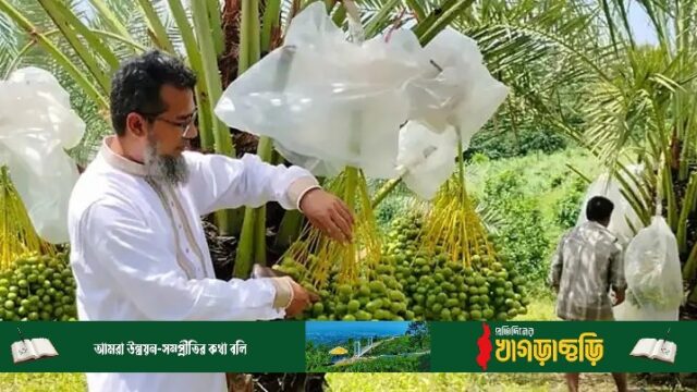 মরুর খেজুর ফলন হচ্ছে পাহাড়ে