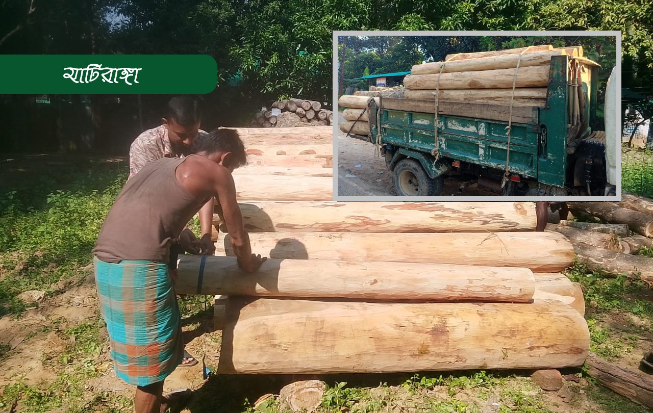 বিপুল অবৈধ সেগুন কাঠ জব্দ