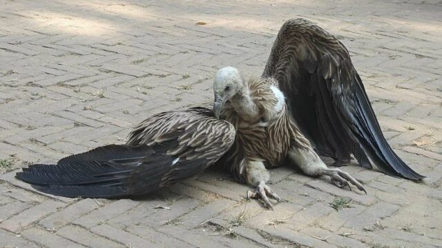 খাগড়াছড়িতে হিমালয়ান শকুন উদ্ধার