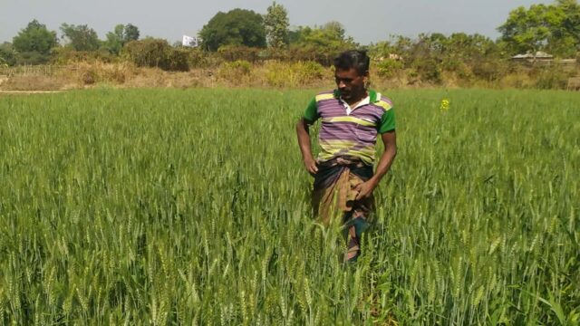 হালদাপাড়ে তামাক বিকল্প কৃষি বিপ্লবের হাতছানি
