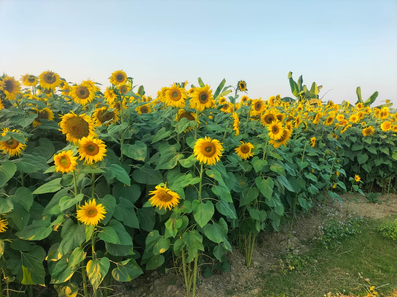 তামাকে বর্গা না দিয়ে সূর্যমূখী ফুল চাষ
