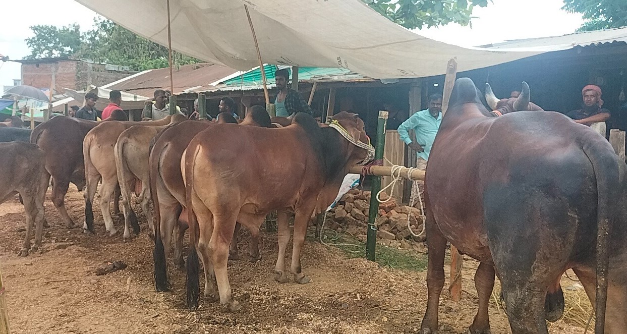 কুরবানির হাটে ক্রেতা কম, বিক্রেতা বেশি