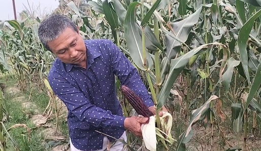 বেগুনী ভূটা চাষে রসু চাকমার সফলতা