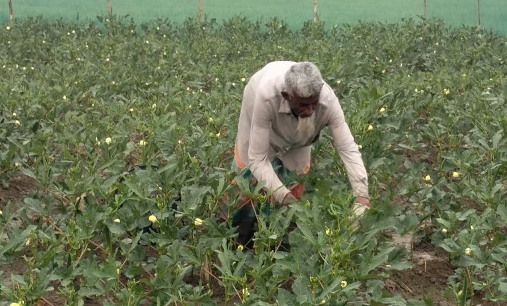 ঢেঁড়শ চাষে লাখপতি হওয়ার স্বপ্ন