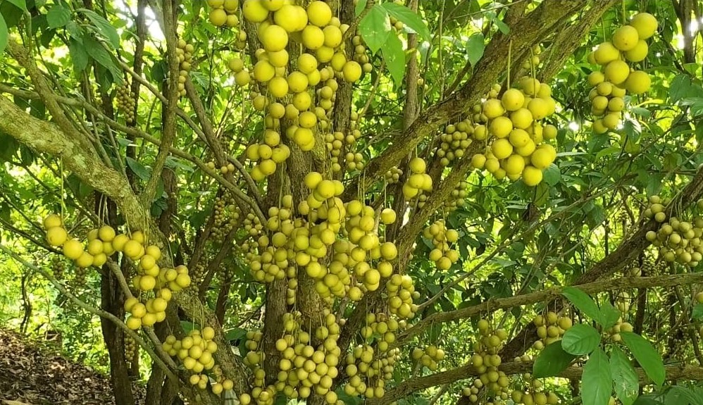 লটকনের ফলন বেশি,দাম কম