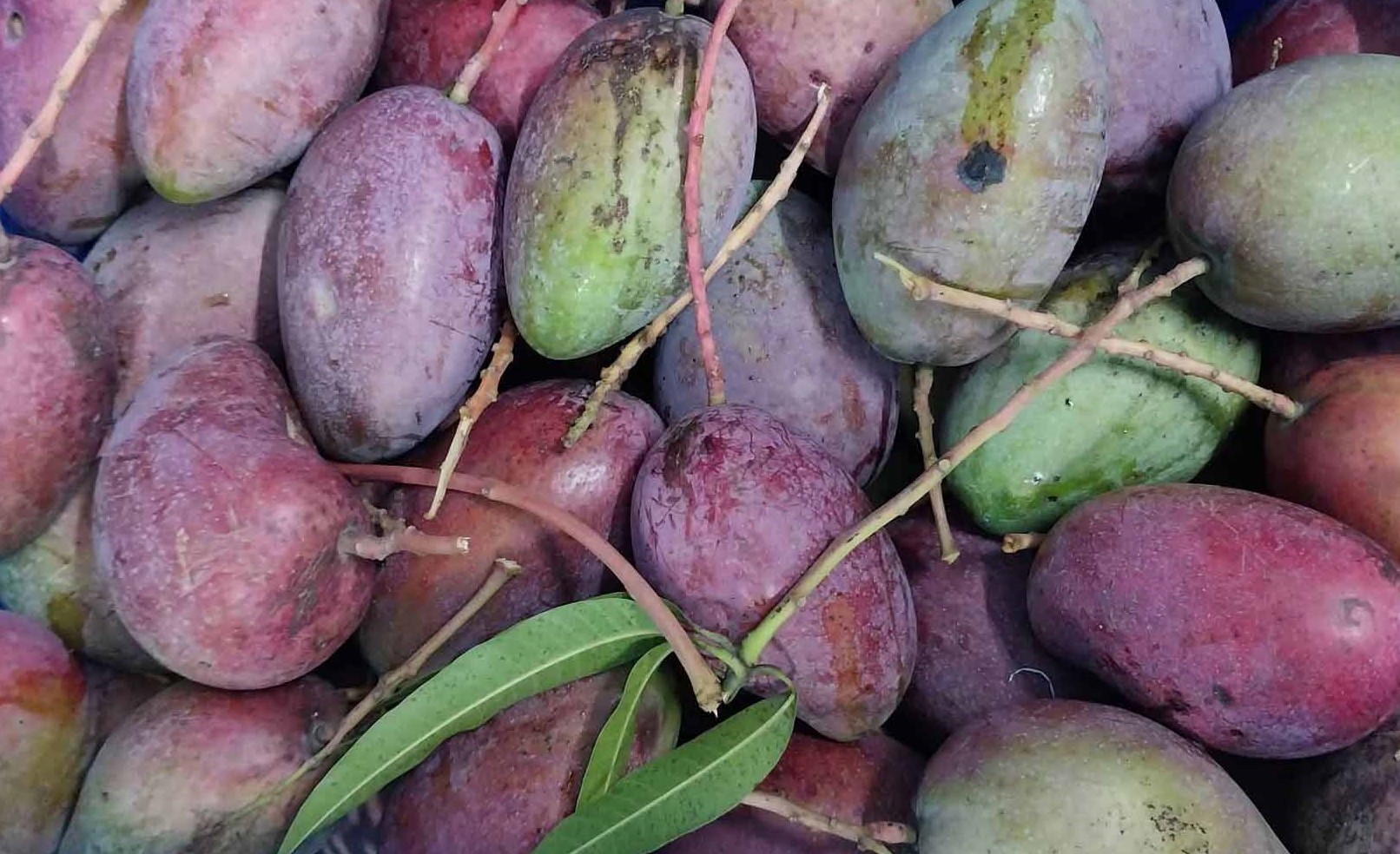 বাড়ছে বিদেশী জাতের আমের আবাদ